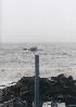 Lone Gull